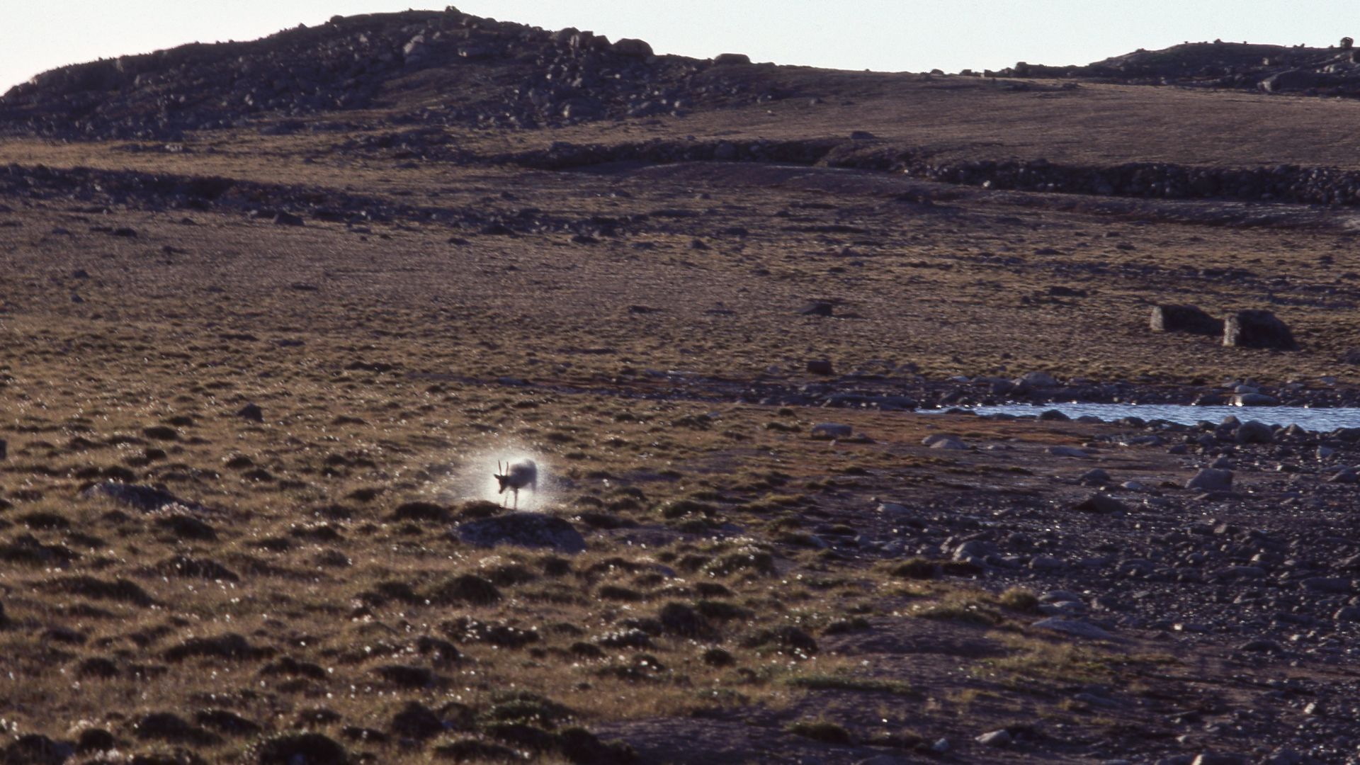 Qikiqtaaluk Territories of Life